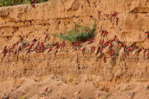 Kolonie Karminspinte (Merops nubicus) |southern carmine bee-eater (Merops nubicoides)|