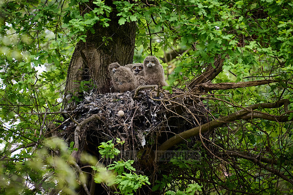Eurasian eagle-owl (Bubo bubo), Chicks in a nest on a tree