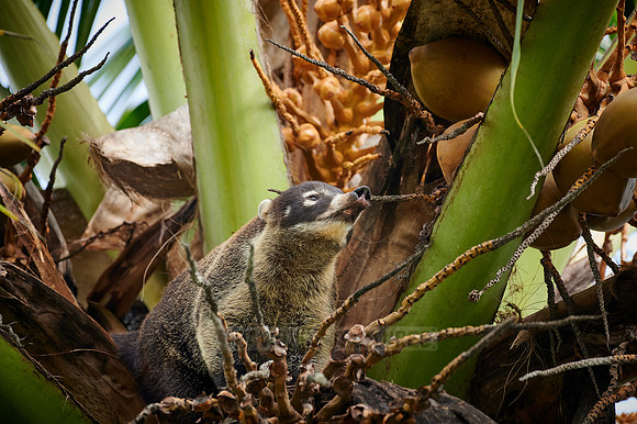White-nosed Coati, Nasua narica