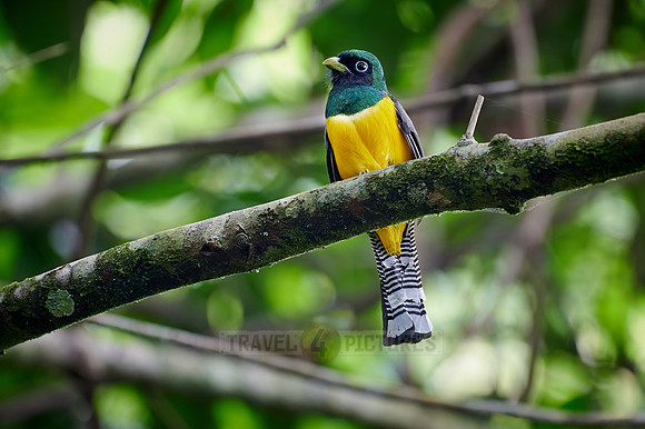Black-throated trogon (Trogon rufus)