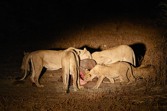 night shot pride of lioness (Panthera leo) at buffalo kill