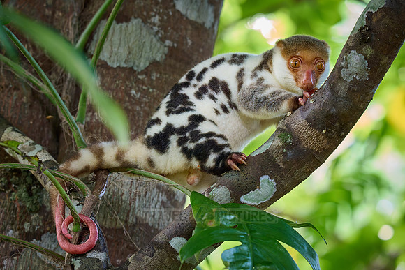 Waigeou cuscus or Waigeou spotted cuscus (Spilocuscus papuensis)