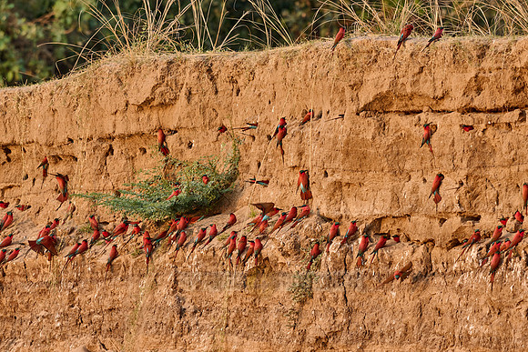 Kolonie Karminspinte (Merops nubicus) |southern carmine bee-eater (Merops nubicoides)|