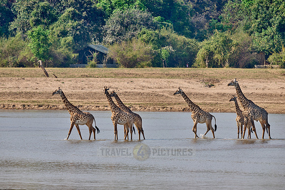 Thornicroft's giraffe (Giraffa camelopardalis thornicrofti)