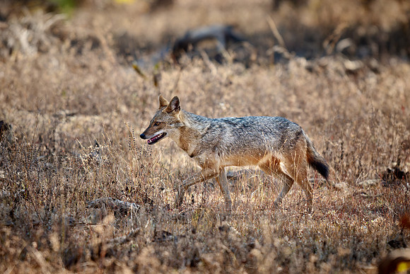 Indian golden jackal or common jackal (Canis aureus)