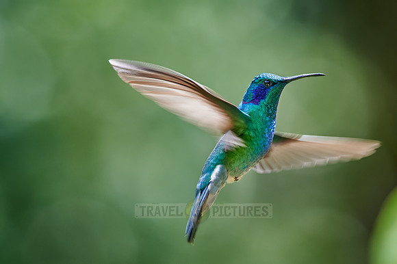 lesser violetear (Colibri cyanotus)