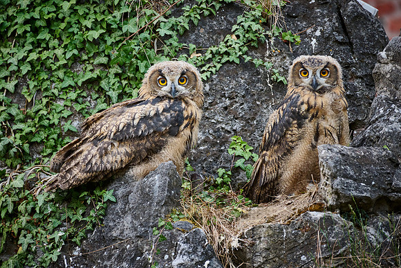 Eurasian eagle-owl (Bubo bubo), two youngster on a rock