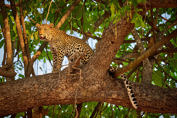 young African leopard on a tree