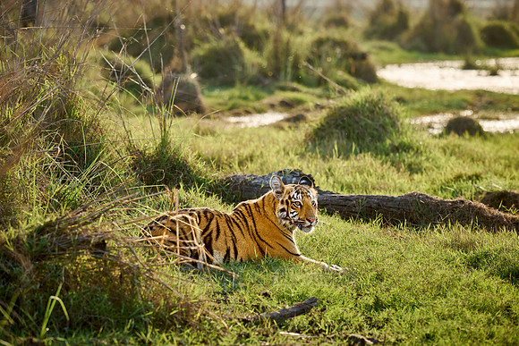 Bengal tiger cub (Panthera tigris tigris)
