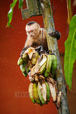 Panamanian white-faced capuchin (Cebus imitator) steeling bananas