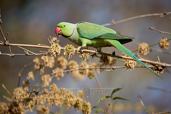 Indian rose-ringed parakeet (Psittacula krameri manillensis)
