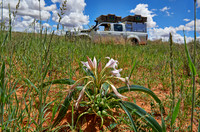 lily flower in landscape