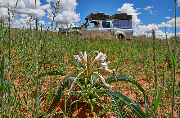 lily flower in landscape