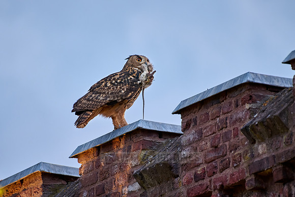 Eurasian eagle-owl (Bubo bubo) with prey on a roof