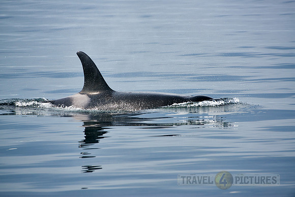 Resident Killer whale