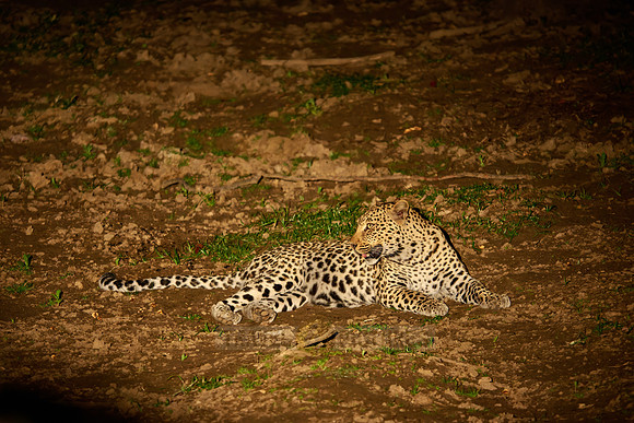 night shot of a African leopard