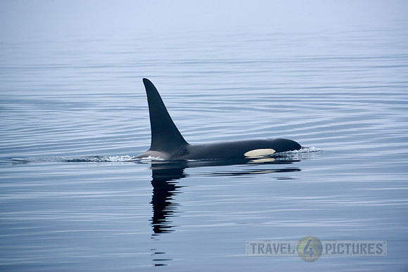 Resident Killer whale