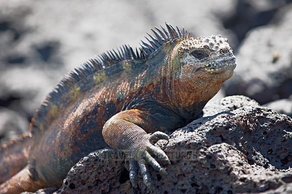 Marine Iguana, Amblyrhynchus cristatus