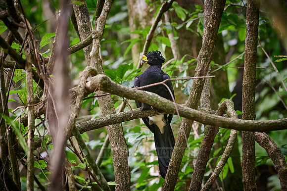 Male Great Curassow in rainforest
