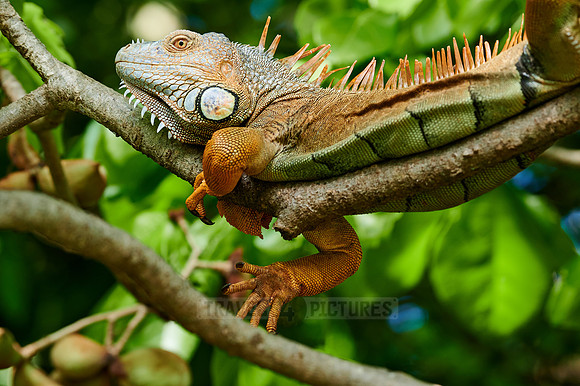 male green iguana