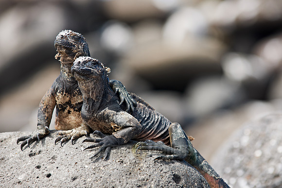 Marine Iguana, Amblyrhynchus cristatus