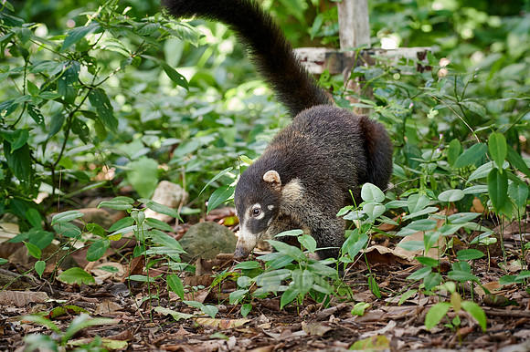 young White-nosed Coati, Nasua narica