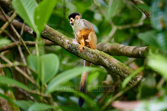 Central American squirrel monkey or red-backed squirrel monkey