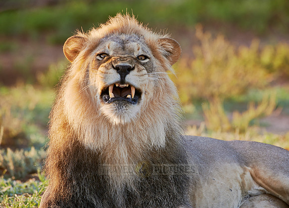 male lion (Panthera leo)