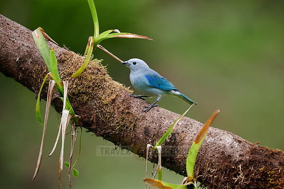 Blue-gray Tanager bird (Thraupis episcopus)