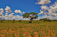 landscape with acacia tree in Kalahari