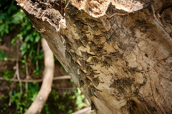 Proboscis bats or long-nosed bats (Rhynchonycteris naso)