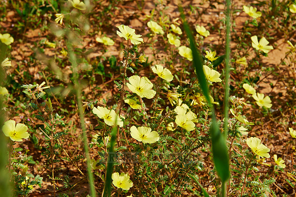 yellow flowers in Mabuasehube