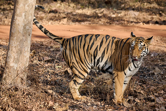 Bengal tiger (Panthera tigris tigris)