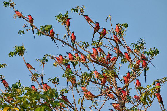 Karminspinte (Merops nubicus) |southern carmine bee-eater (Merops nubicoides)|