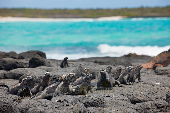 Marine Iguana, Amblyrhynchus cristatus