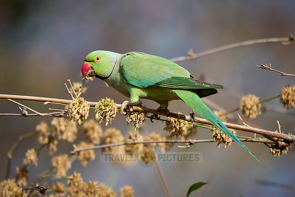 Indian rose-ringed parakeet (Psittacula krameri manillensis)