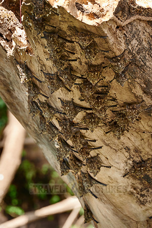 Proboscis bats or long-nosed bats (Rhynchonycteris naso)