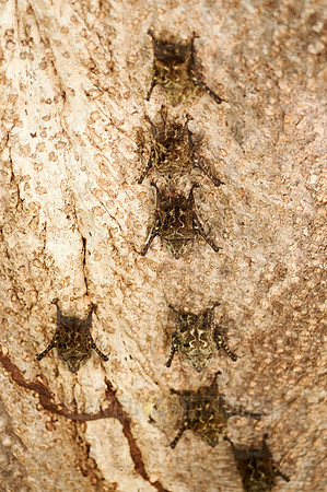 Proboscis bats or long-nosed bats (Rhynchonycteris naso)