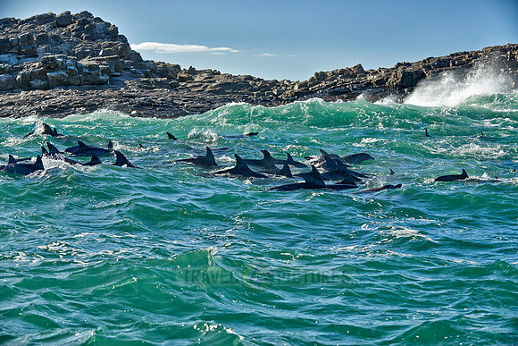 herd of hunting bottlenose dolphin