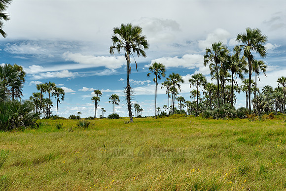 Flat landscape with palm trees