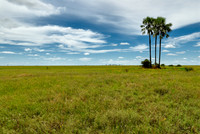Flat landscape with palm trees