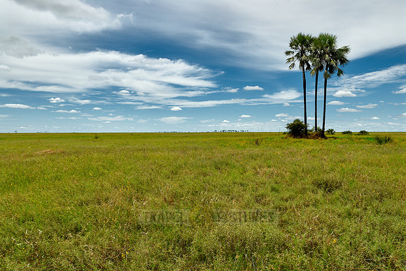 Flat landscape with palm trees