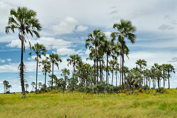 Flat landscape with palm trees
