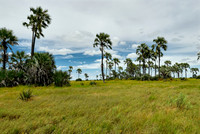 Flat landscape with palm trees