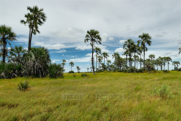 Flat landscape with palm trees