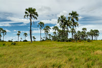 Makgadikgadi National Park, 03-2006