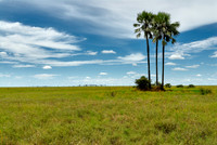 Flat landscape with palm trees