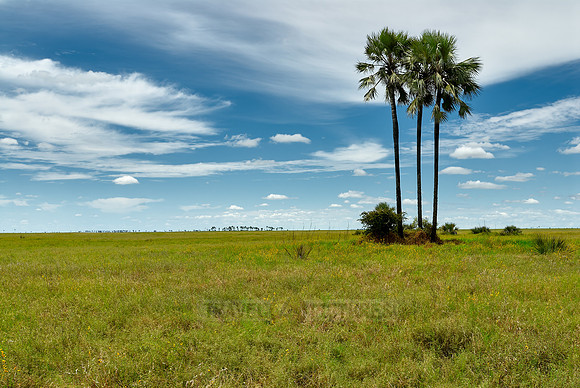 Flat landscape with palm trees