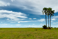 Flat landscape with palm trees