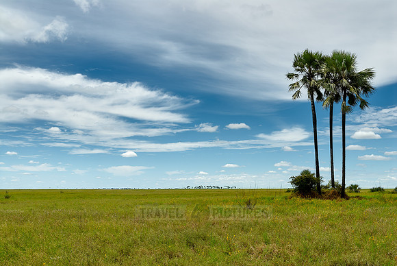 Flat landscape with palm trees